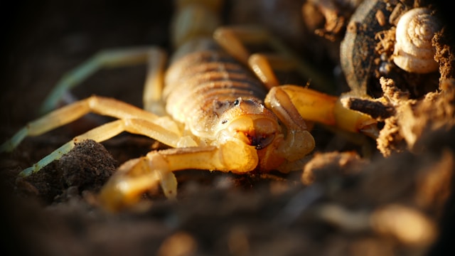 Escorpião em close-up
