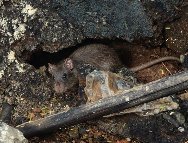 Rato em ambiente urbano